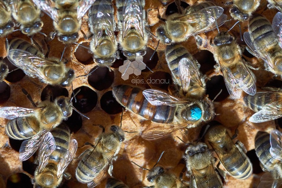 Krainas bišu mātes (Apis mellifera carpathica)