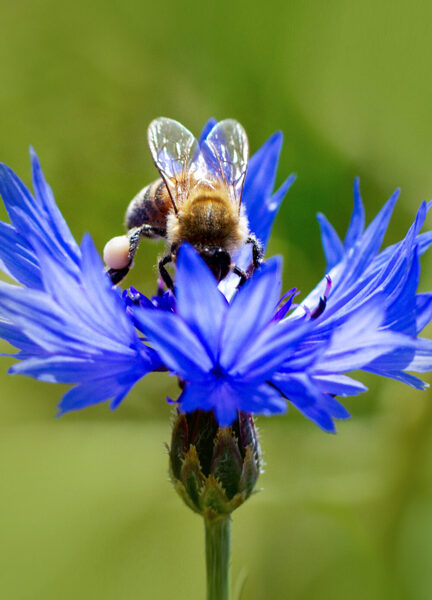 Zilā rudzupuķe “Blue Boy” (Centaurea cyanus “Blue Boy”)